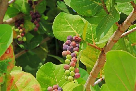 海葡萄植物|海葡萄 Coccoloba uvifera